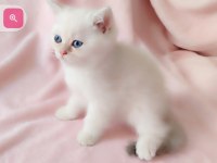Şafkan British Shorthair