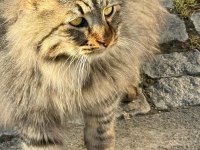 NORVEÇ ORMAN KEDİSİ BİR KIZ