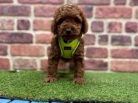 Safkan toy poodle yavrular