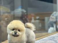 Teacup Orange Pomeranian Boo Yavrularımız