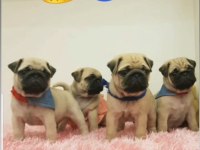 Muhteşem safkan pug yavruları