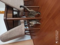 Ücretsiz cins kedi sahiplendirme