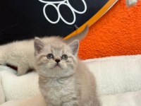 Silver British Shorthair