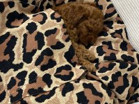 Toy Poodle Yavru