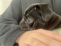 Black pug dişi