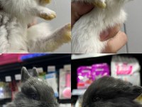 A kalite Cüce ve Lop Tavşanlar