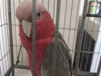 Rose Galah Kakadu