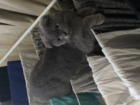 Safkan scottish fold dişi