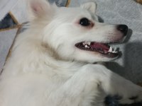 Bella isimli dişi köpeğimize yuva arıyorum ücretli