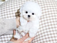 KORE ASILLI MALTESE TERRIER BEBEKLERİMİZ
