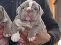 SİTENİN EN GÜZEL İNGİLİZ BULLDOG BEBEKLERİ