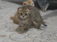 2 aylık scottish fold bebeklerimiz