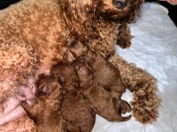 KORE KAN POODLE SAHİPLENDİRME