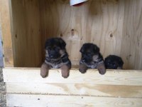 ALMAN ÇOBAN KÖPEĞİ YAVRULARI