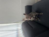 French Bulldog Köpeğimiz