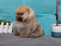Teddy bear boo yavrular taksitle heryere gönderilir 