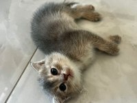 DİŞİ ERKEK KALİTELİ YAVRULAR