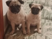 4 AYLIK AİLE KÖPEĞİ PUG