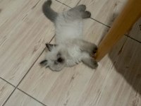 Mavi gözlü dişi british longhair