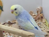 Muhabbet kuşu yavruları