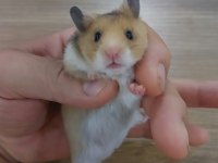 6 adet hamster