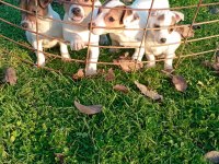 JACK RUSSELL YAVRULAR