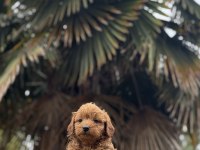 MALTİPO VE POODLE YAVRULARIMIZ YUVALARINI ARIYOR