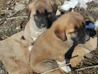 5 adet yavru kangal 3 erkek 2 dışı
