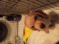 American cocker tam ev köpeği
