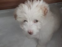 Yavru maltese terrier