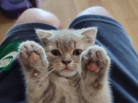 Scottish Fold dişi ve British Shorthair erkek dişi