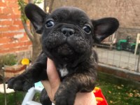 Uygun french bulldog bebeklerimiz