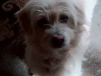 Terrier Maltese Yavrularımız A Kaliteli