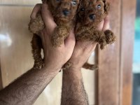 Poodle Yavrular