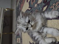 Sıfır ücretsiz british shorthair