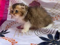 BRİTİSH LONGHAİR YAVRU KEDİLER