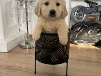 Harika Golden Retriever Bebekler