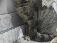 Çok akıllı dişi kedimiz