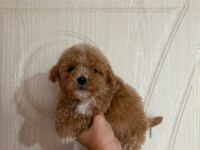 Toy poodle bebeklerimiz