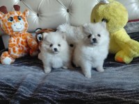 Pomeranian boo 55 günlük yavrularım