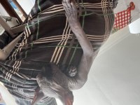 Safkan dişi sfenks