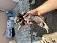 Pinscher yavrularımız