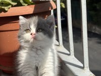 British Shorthair Bicolour
