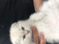 Scottish fold aşıları tam