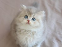 SAFKAN BRİTİSH LONGHAİR KEDİLER