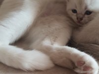 British shorthair beyaz pamuk gibi yavrular