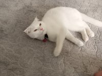 Uygun puanı british shorthair kızımız 11 aylık dişi