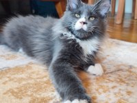 Safkan şecereli geleceğin şampiyon adayı maine coon