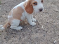 Uygun ırk ve sağlık garantili Beagle yavrular