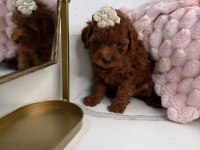 Aşılı Karneli Toy Poodle Yavrularımız